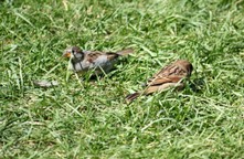 IMG_7369 (Medium).JPG