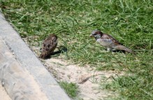 IMG_7370 (Medium).JPG
